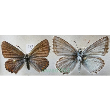 Polyommatus coridon (Poda, 1761) pair Modraszek korydon Czech58l
